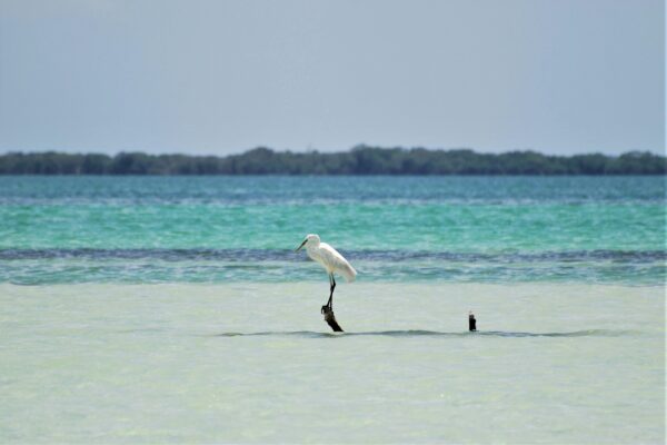SFEERBEELD dag 12-13 Holbox