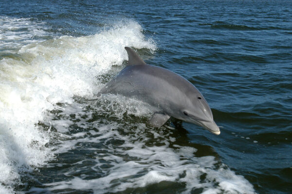 BottlenoseDolphin