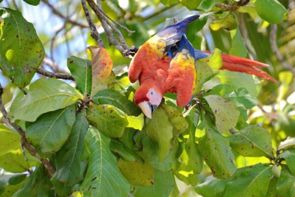 Costa RIca - Op naar de Osa Peninsula- ongerepte jungle aan zee