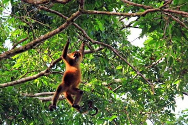 Dag 13 Curu Wildlife