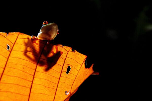Dag 5 Night Frog Tour