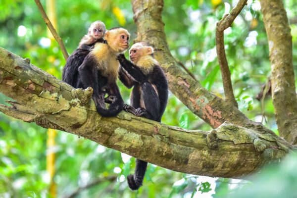 Dag 8 Capuchin-Monkeys-at-Manuel-Antonio-National-Park