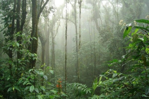 Dag 9 Monteverde