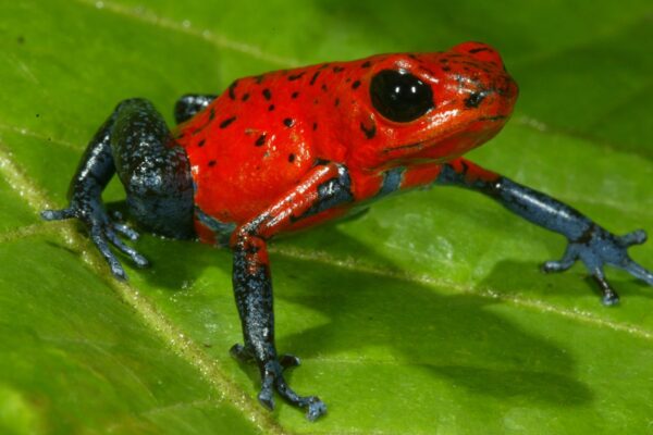 PoisonDartFrog