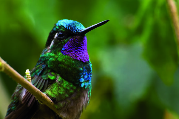 colibri