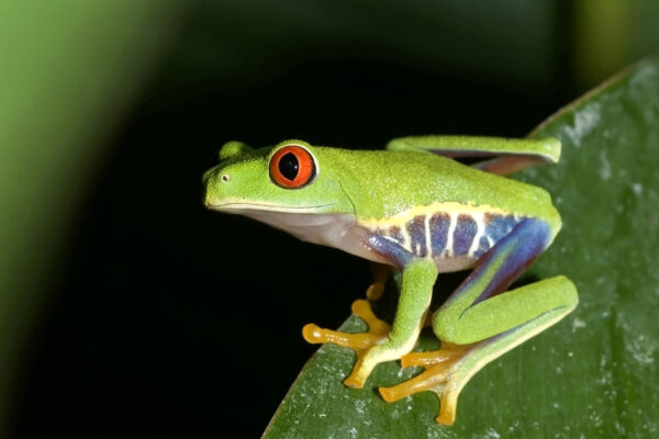 greenfrog