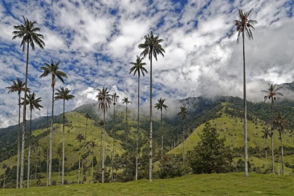 makalu-colombia-4909308