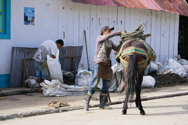 La Carbonera _ Toche Horse