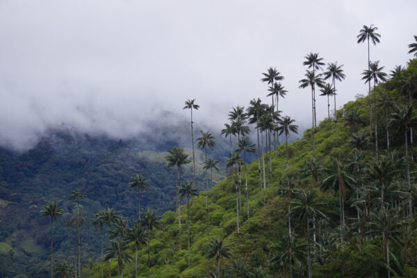 La Carbonera _ Wax Palm Trees(1)