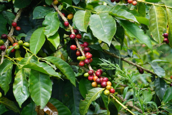 Coffee Region _ Coffee Plant