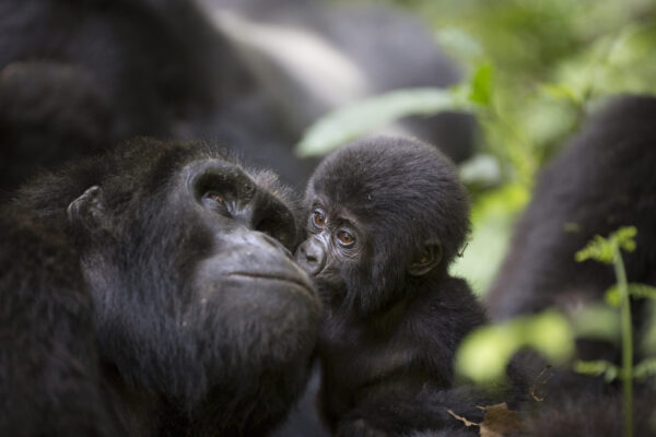 A-baby-mountain-wild-gorilla-kisses-his-mother-scaled