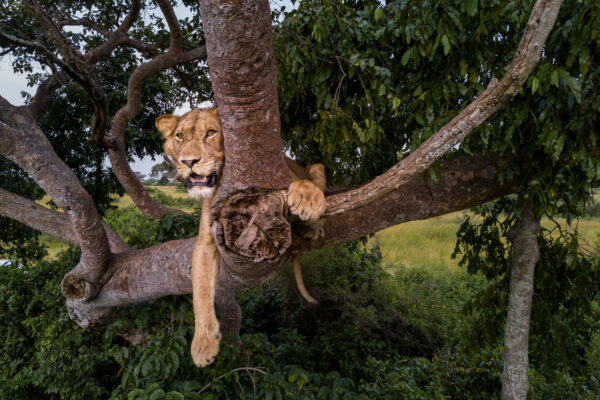 Jacob-in-fig-tree-Ishasha